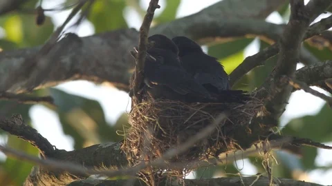 Three young black drongo waking up and looking around Stock Footage 76289931