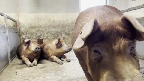 Three Young Boars inside Pigsty Stock-Footage 335477726