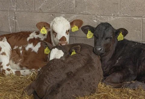 Three young calves in a stable lying on the straw Stock Photos