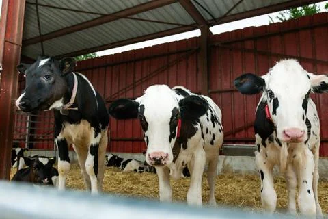 Three young calves standing in barn on straw bedding Stock Photos