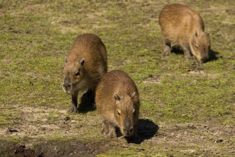 Three young capybaras Stock Photos