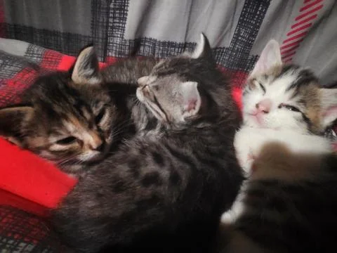 Three Young Cats Playing Together 库存照片