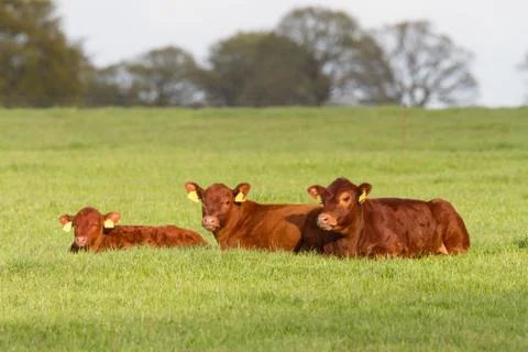 Three young cattle lying down Stock Photos
