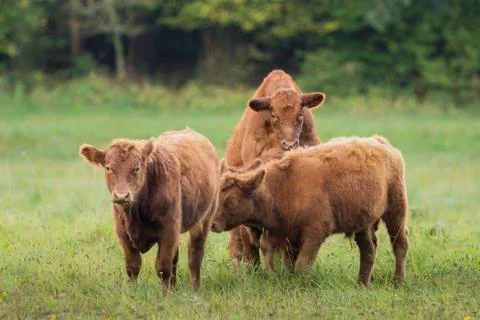 Three young cattle on the meadow Stock-Fotos