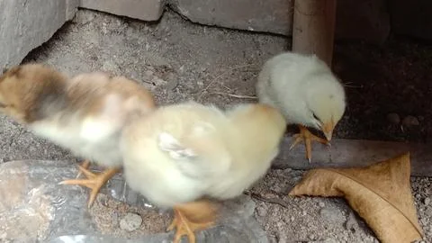 Three young chicks practice foraging on the ground 스톡 사진