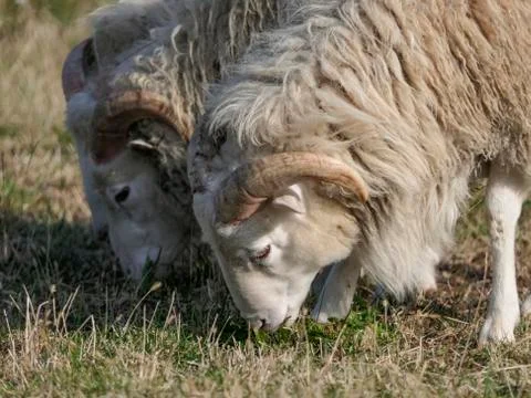 Three young clots or ram pasturing on the grass field. Stock Photos