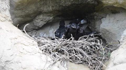 Three young common ravens at their nest stretching and calling for food Stock Footage 62922262