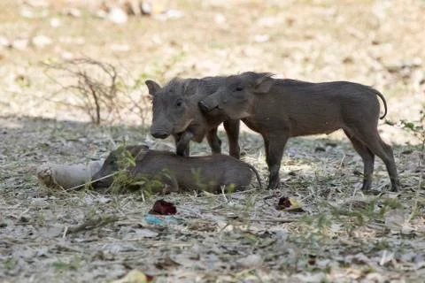 Three young COMMON WARTHOG that rest on a hot day under the shade of trees Stock Photos