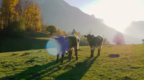 Three young cow calfs in sunset Stock Footage 56429988