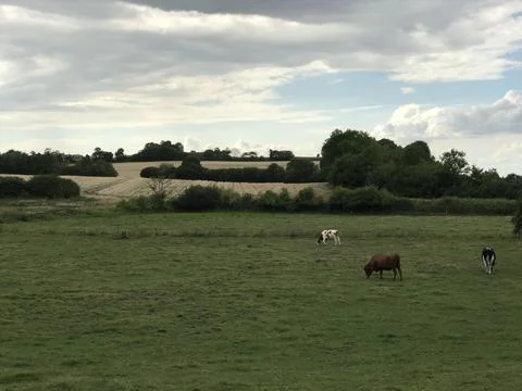 Three young cows grazing grass on pasture with scenic crops in the background  Stock Photos