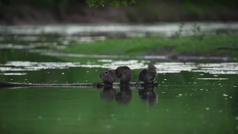 Three young coypu cleaning themself together on a floating branch, 4K Stock Footage 319936810