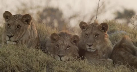 Three young cubs Stock Footage 304119995