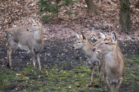 Three young deer look left in front of the background of a blurry forest Stock Photos