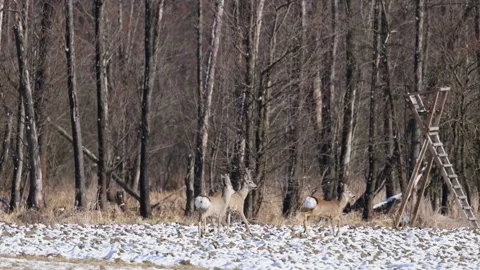 Three young deer run towards the forest, winter, 4K slomo Stock Footage 172428936