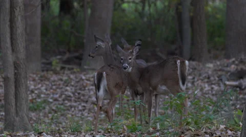 Three young deer together in the woods fawns Stock Footage 56401956