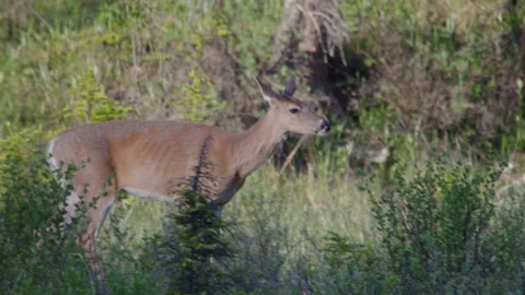 Three young deer walking along a riverside near Jasper, Alberta Stock Footage 208952147