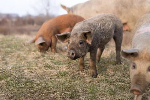 Three young different colored mangulitsa pigs on the field standing in row... Stock Photos