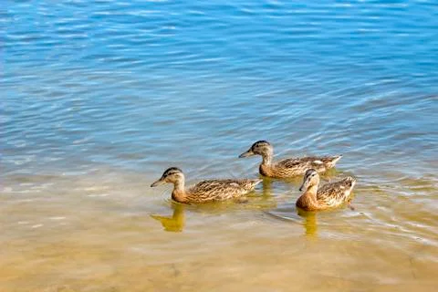 Three young ducks Stock Photos