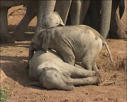 Three young elephants playing . Stock Footage 11625607