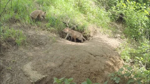 Three young foxes at the burrow Stock Footage 223508498