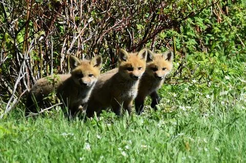 Three young foxes in a field Stock Photos