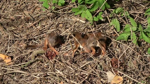 Three young  friendly red squirrels  in park on ground Stock Footage 77970080