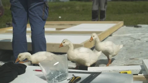 Three young geese walking through construction site of new hen house on farm. Stock Footage 247517994