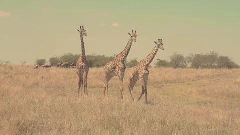 Three young giraffes walking under hot sun in Maasai Mara reserve, Kenya Stock Footage 115368400