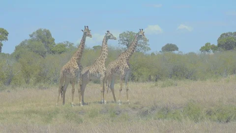 Three young giraffes walking under hot sun in Maasai Mara reserve, Kenya Stock Footage 115368513