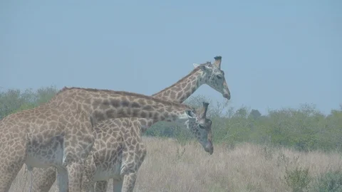 Three young giraffes walking under hot sun in Maasai Mara reserve, Kenya Stock Footage 115368544