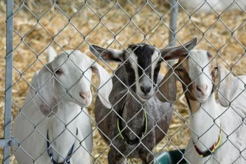 Three Young Goats Stock-Fotos