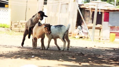 Three young goats playing and fighting in an open space Stock Footage 201316747