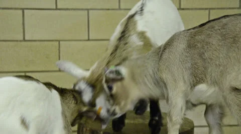 Three young goats playing together Stock Footage 23627054
