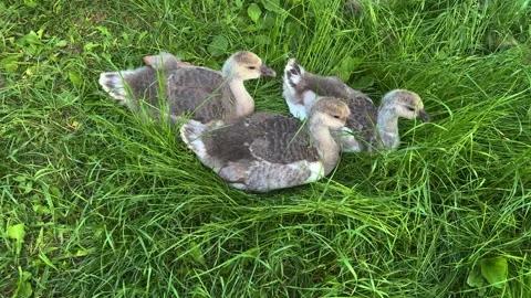 Three young goslings with gray and white downy feathers resting  Stockbeeldmateriaal 338361581
