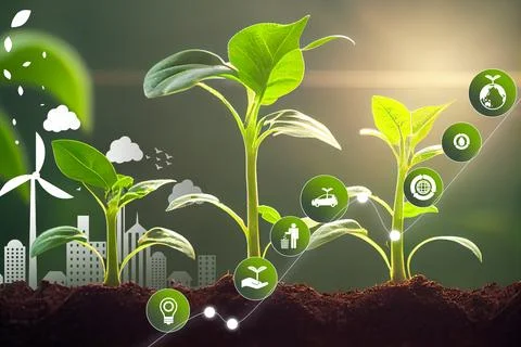 Three young green plants growing at sunlight Green energy technology Infogra Stock Illustration