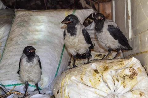 Three young grey crows Stock Photos