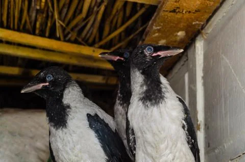 Three young grey crows Stock Photos