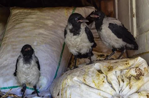 Three young grey crows Stock Photos