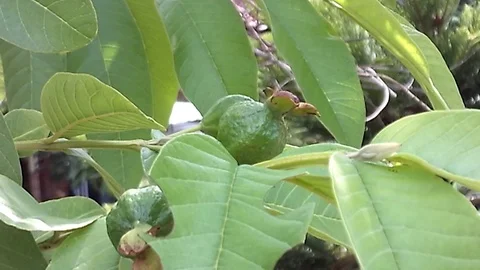 Three young guava fruit on the tree 스톡 동영상 120276100