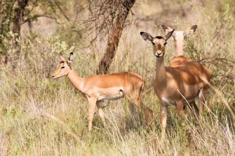 Three young Impalas grazing Stock Photos