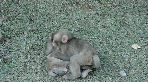 Three young japanese macaques playing and fighting on the ground Stock Footage 10843254