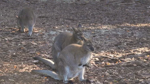 Three young kangaroo. Stock-Footage 68342245