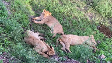Three young lionesses rest on green grass in Ngorongoro National Park Stock-Footage 170182902