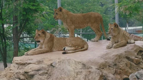Three young lionesses in the zoo Stock Footage 277933487