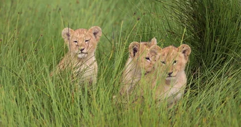 Three young lions sitting in grass Stock Footage 326441174