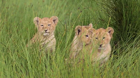 Three young lions sitting in grass Stock Footage 326658068