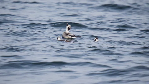 Three Young Long Tailed Ducks on Ocean 1 Stock Footage 267790269