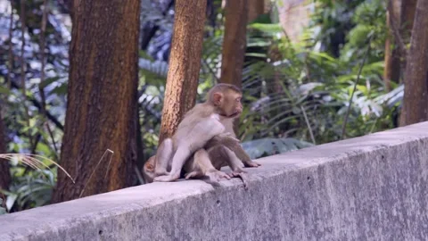 Three young Macaque monkeys playing with each other Stock Footage 245421078