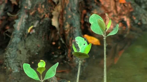 Three young mangrove seedlings growing beside tidal water Stock Footage 343497735