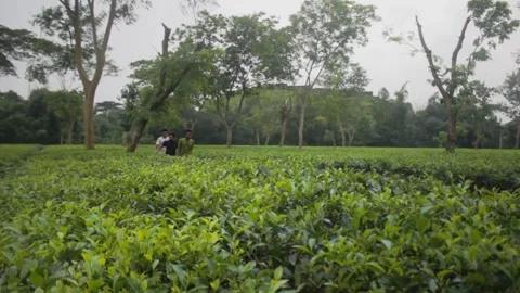 Three young men are walking through the tea garden Stock Footage 296526641